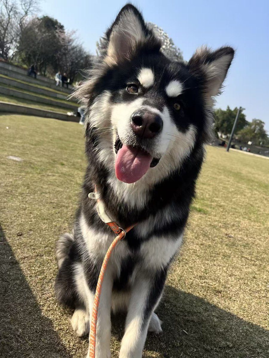 An Alaskan Malamute with a black and white coat sitting on grass in a park, mouth open with tongue out, wearing an orange rope leash.